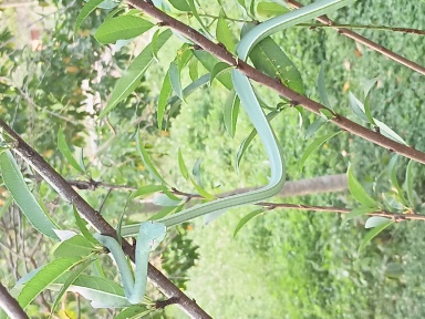 Rắn roi xanh (Ahaetulla prasina) – “bậc thầy ngụy trang” của rừng nhiệt đới.